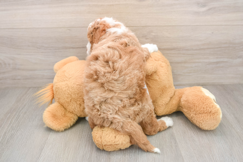 Petite Mini Goldendoodle Poodle Mix Pup