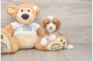 Mini Goldendoodle Pup Being Cute