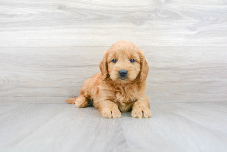 Cute Golden Retriever Poodle Mix Puppy