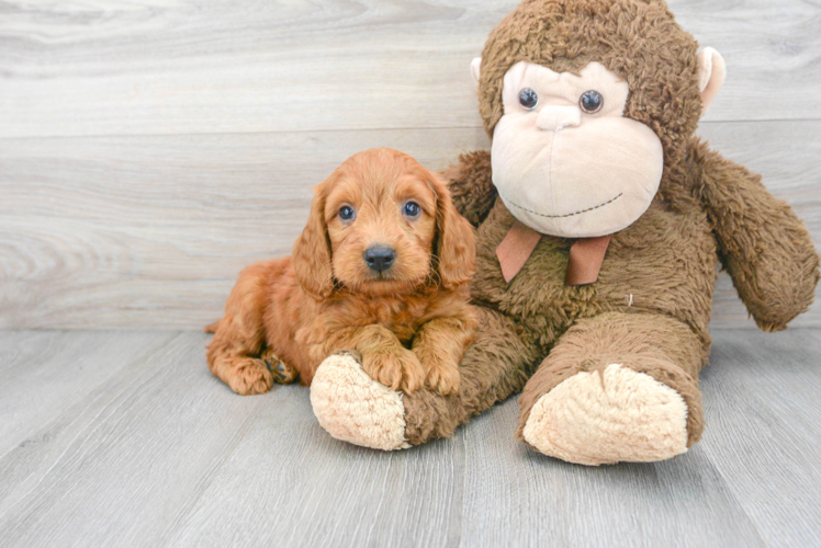 Friendly Mini Goldendoodle Baby