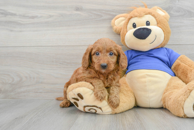 Meet Astrid - our Mini Goldendoodle Puppy Photo 1/3 - Puppy Love PR Fluffy Mini Goldendoodle Poodle Mix Pup