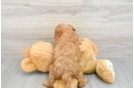 Best Mini Goldendoodle Baby
