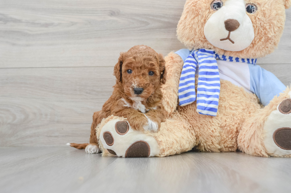 5 week old Mini Goldendoodle Puppy For Sale - Puppy Love PR