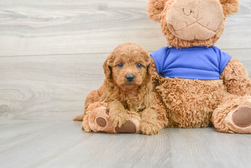 Mini Goldendoodle Pup Being Cute