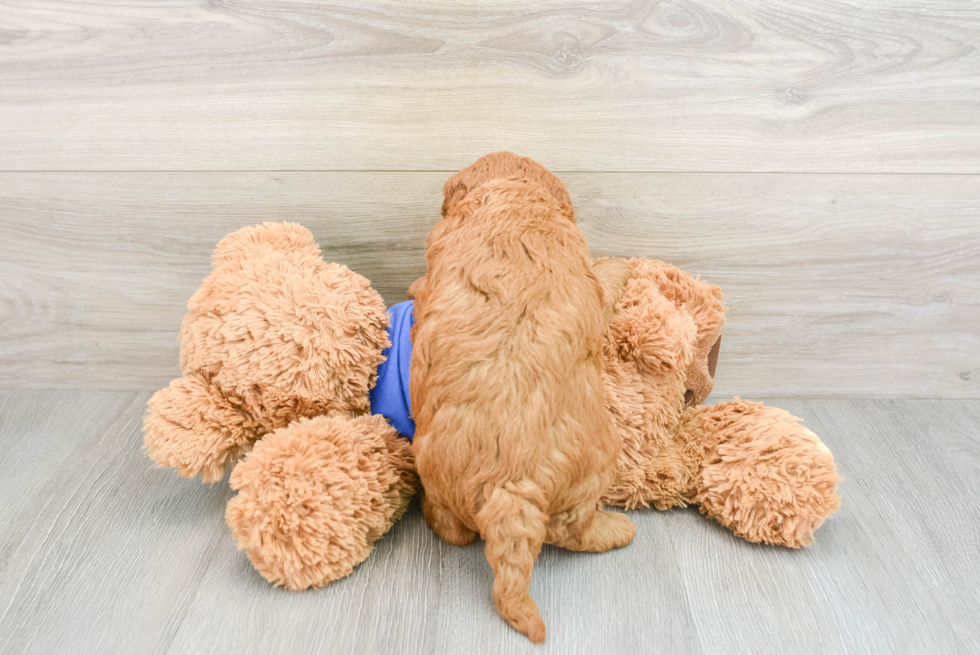 Smart Mini Goldendoodle Poodle Mix Pup