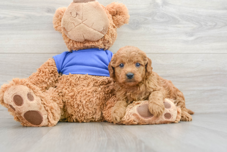 Mini Goldendoodle Puppy for Adoption