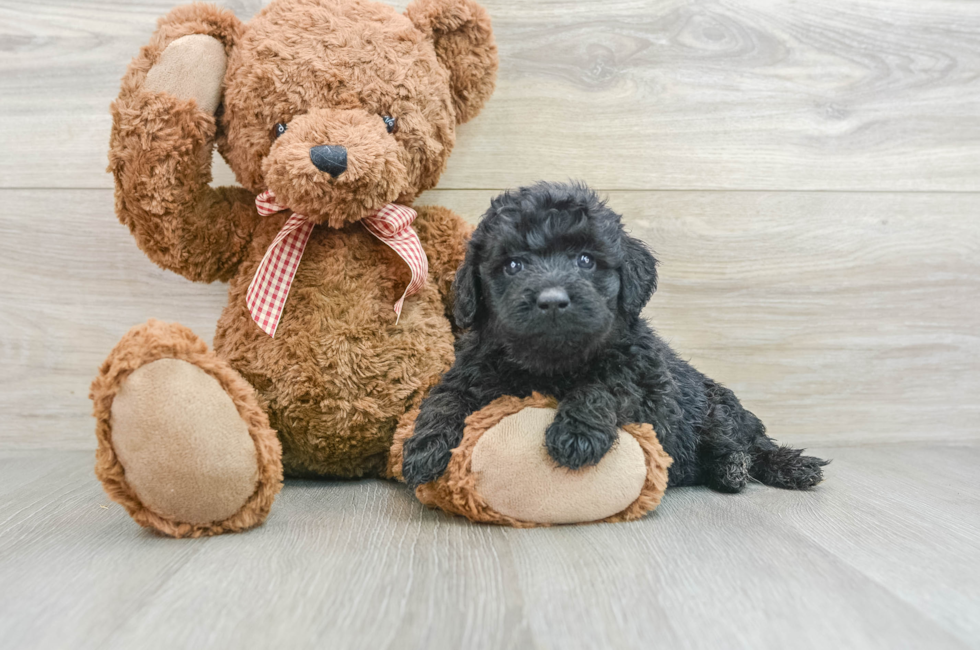 5 week old Mini Goldendoodle Puppy For Sale - Puppy Love PR