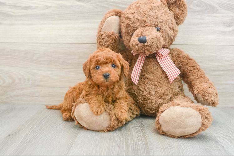 Meet Astrid - our Mini Goldendoodle Puppy Photo 1/3 - Puppy Love PR Best Mini Goldendoodle Baby