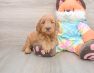 7 week old Mini Goldendoodle Puppy For Sale - Puppy Love PR