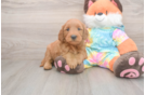Funny Mini Goldendoodle Poodle Mix Pup