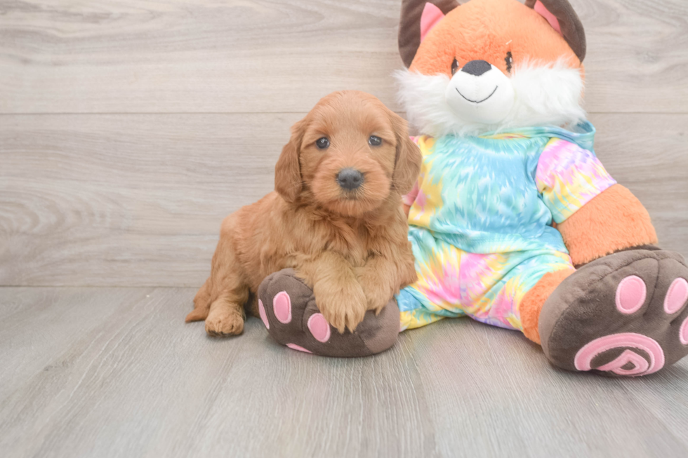 Funny Mini Goldendoodle Poodle Mix Pup