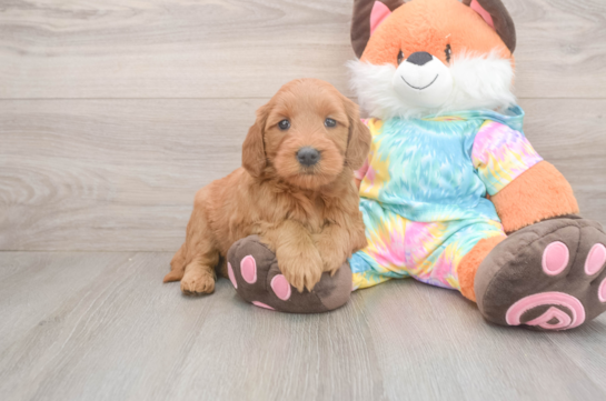 Funny Mini Goldendoodle Poodle Mix Pup