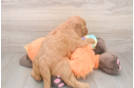 Mini Goldendoodle Puppy for Adoption