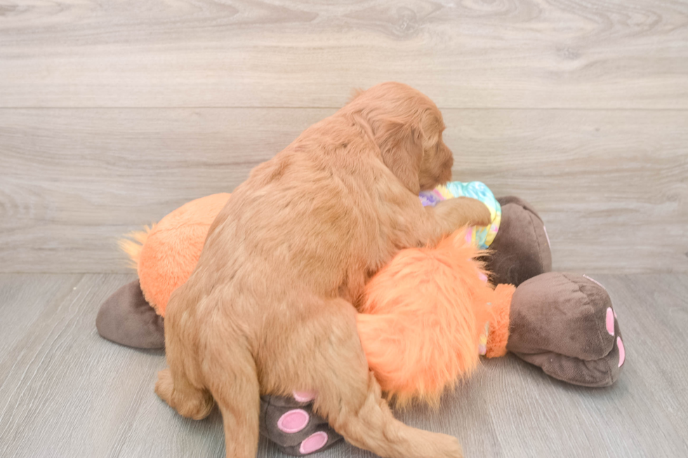 Mini Goldendoodle Puppy for Adoption
