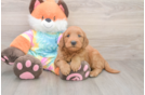 Mini Goldendoodle Pup Being Cute