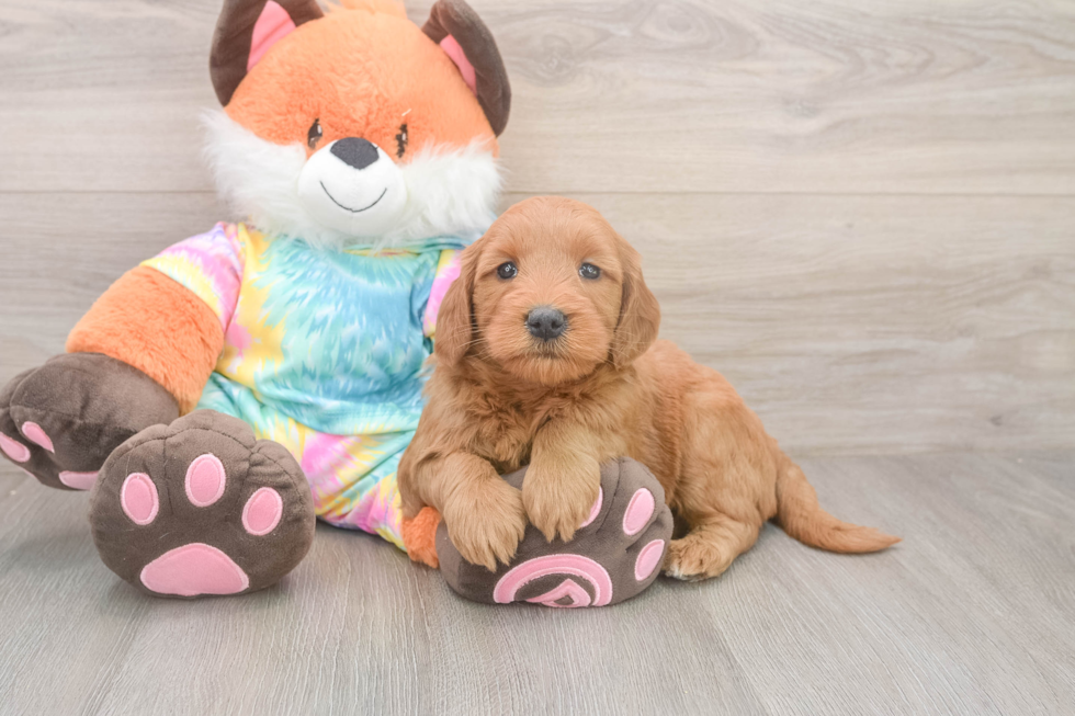 Mini Goldendoodle Pup Being Cute