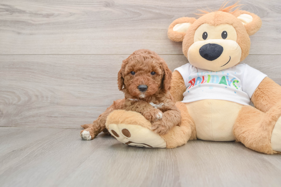 Mini Goldendoodle Pup Being Cute