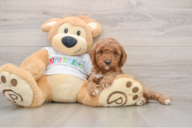 Mini Goldendoodle Pup Being Cute