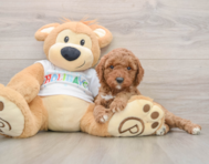 7 week old Mini Goldendoodle Puppy For Sale - Puppy Love PR