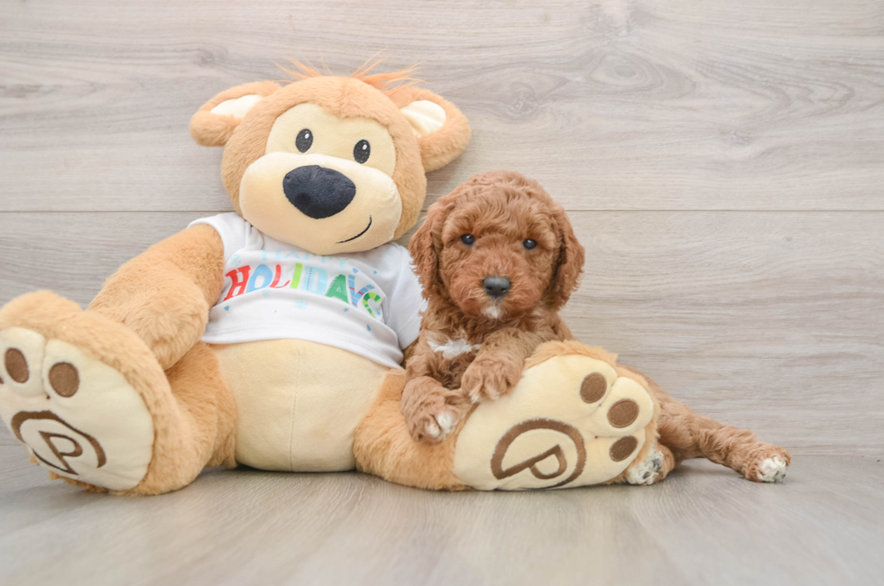 5 week old Mini Goldendoodle Puppy For Sale - Puppy Love PR