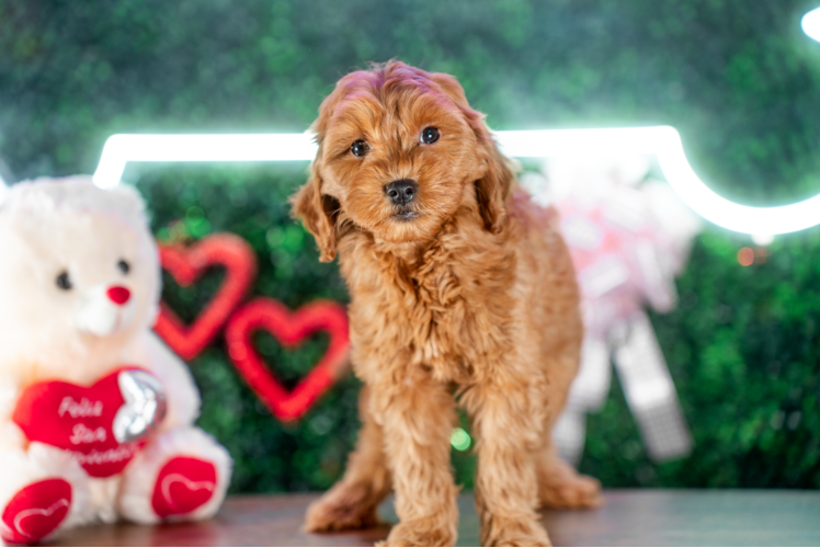 Best Mini Goldendoodle Baby