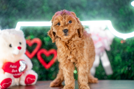 Best Mini Goldendoodle Baby