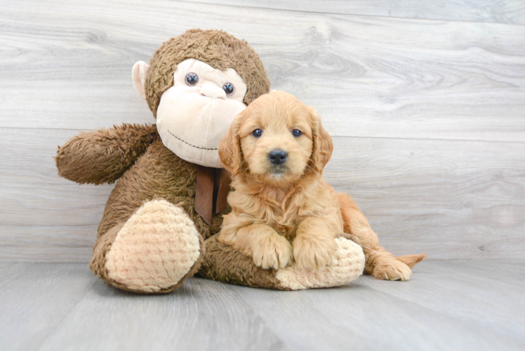 Cute Golden Retriever Poodle Mix Puppy