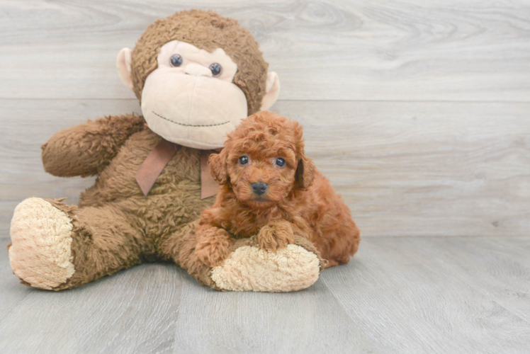 Meet Astrid - our Mini Goldendoodle Puppy Photo 1/3 - Puppy Love PR Mini Goldendoodle Puppy for Adoption