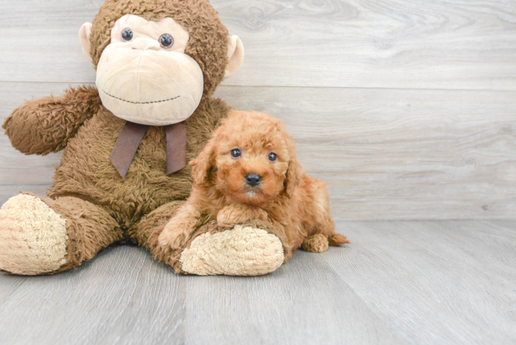 Meet Autumn - our Mini Goldendoodle Puppy Photo 1/3 - Puppy Love PR Friendly Mini Goldendoodle Baby