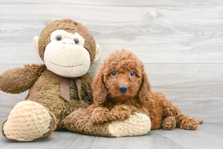 Smart Mini Goldendoodle Poodle Mix Pup