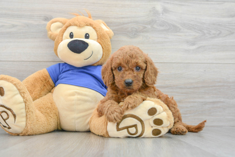 Meet Astro - our Mini Goldendoodle Puppy Photo 1/3 - Puppy Love PR Mini Goldendoodle Pup Being Cute