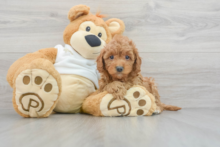 Meet Astro - our Mini Goldendoodle Puppy Photo 1/3 - Puppy Love PR Best Mini Goldendoodle Baby