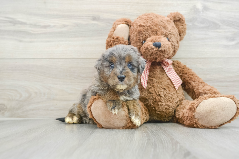 5 week old Mini Goldendoodle Puppy For Sale - Puppy Love PR