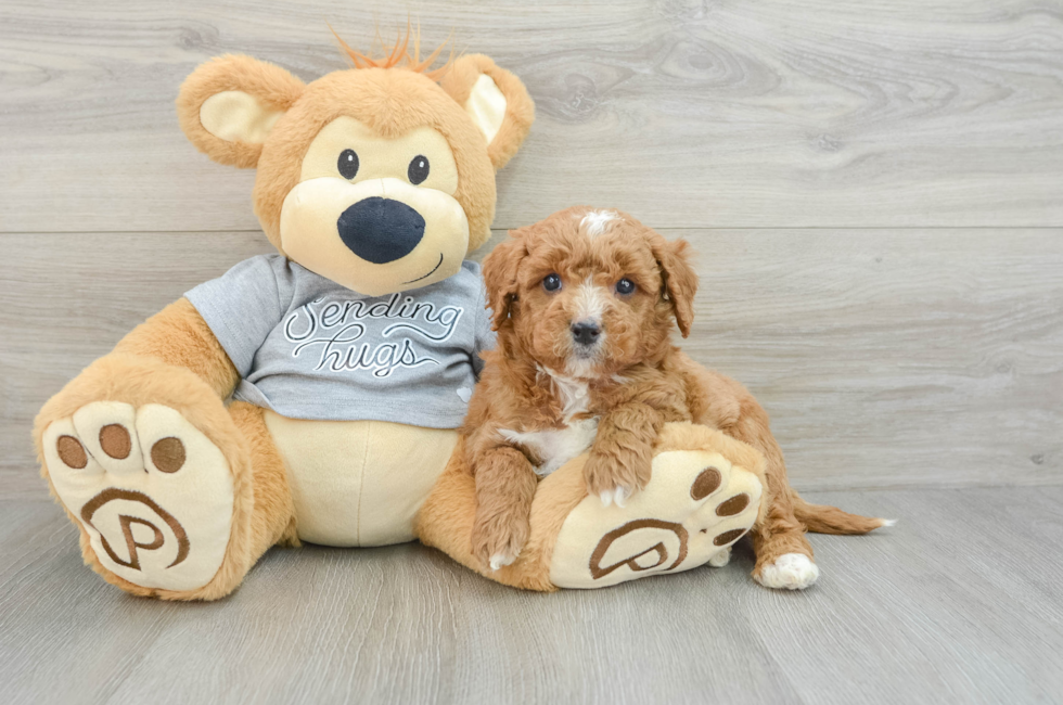 6 week old Mini Goldendoodle Puppy For Sale - Puppy Love PR