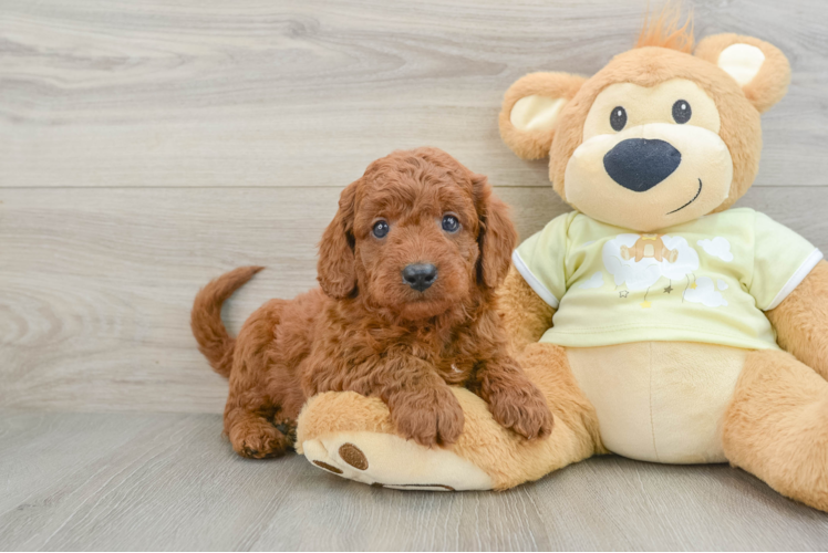 Mini Goldendoodle Pup Being Cute