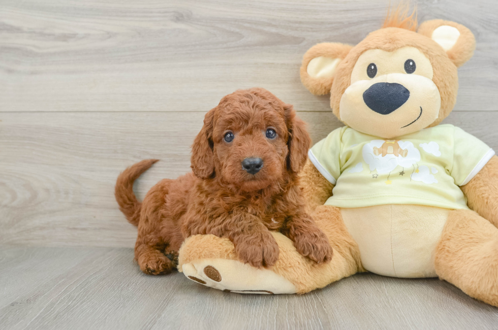 7 week old Mini Goldendoodle Puppy For Sale - Puppy Love PR