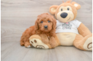 Fluffy Mini Goldendoodle Poodle Mix Pup