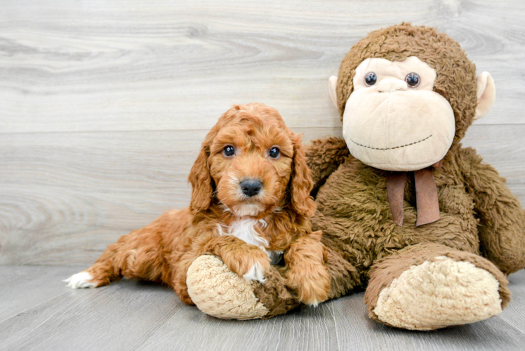 Fluffy Mini Goldendoodle Poodle Mix Pup