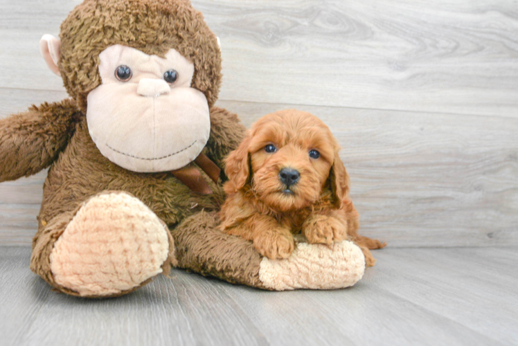 Meet Astro - our Mini Goldendoodle Puppy Photo 1/3 - Puppy Love PR Best Mini Goldendoodle Baby