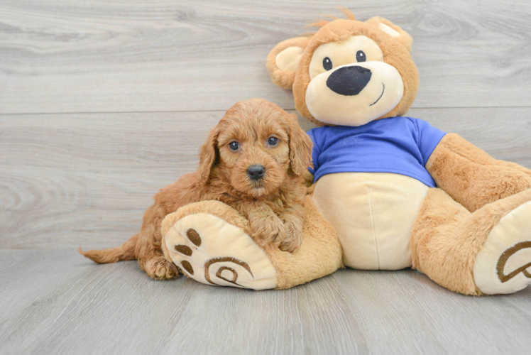 Meet Atari - our Mini Goldendoodle Puppy Photo 1/3 - Puppy Love PR Petite Mini Goldendoodle Poodle Mix Pup