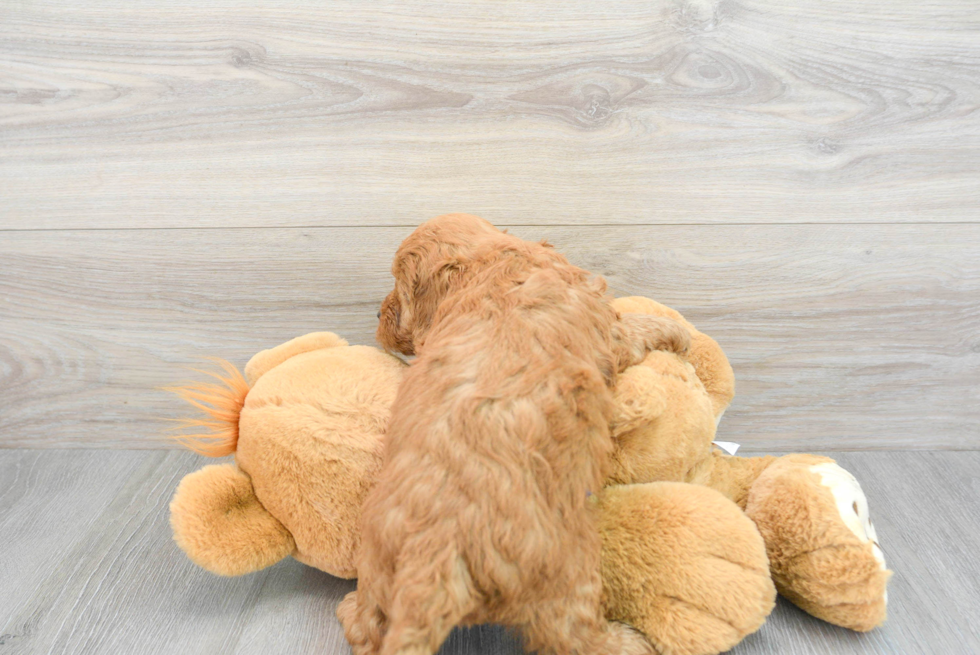 Smart Mini Goldendoodle Poodle Mix Pup