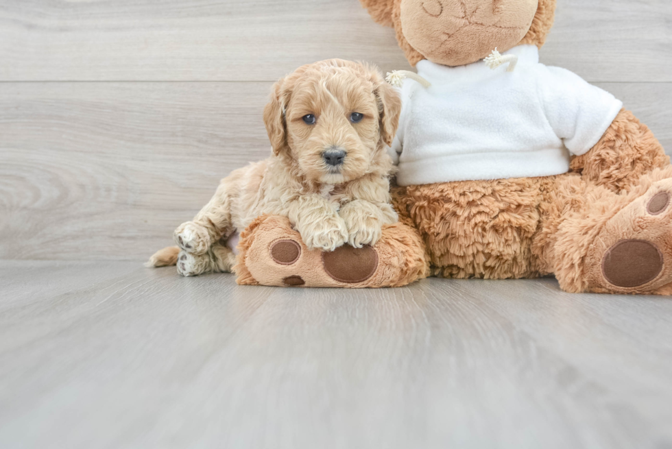 Mini Goldendoodle Puppy for Adoption