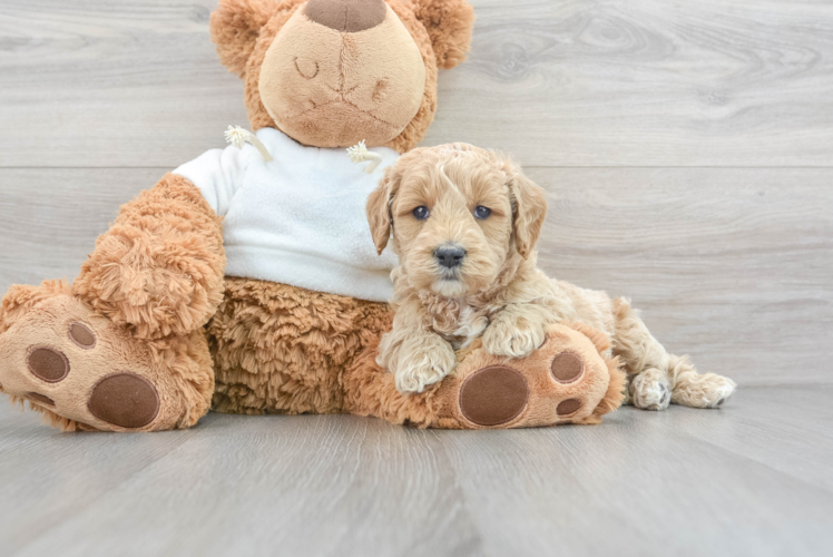 Fluffy Mini Goldendoodle Poodle Mix Pup