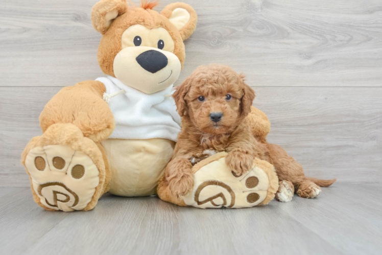 Meet Atari - our Mini Goldendoodle Puppy Photo 1/3 - Puppy Love PR Mini Goldendoodle Puppy for Adoption