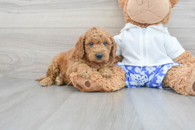 Meet Atari - our Mini Goldendoodle Puppy Photo 1/3 - Puppy Love PR Best Mini Goldendoodle Baby