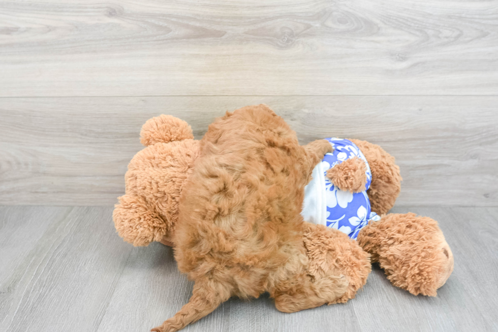 Petite Mini Goldendoodle Poodle Mix Pup