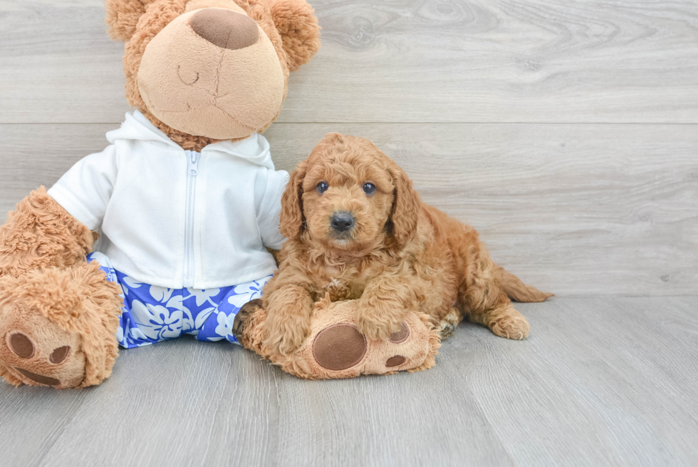 Energetic Golden Retriever Poodle Mix Puppy