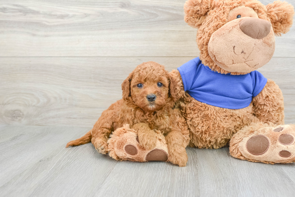 Mini Goldendoodle Pup Being Cute