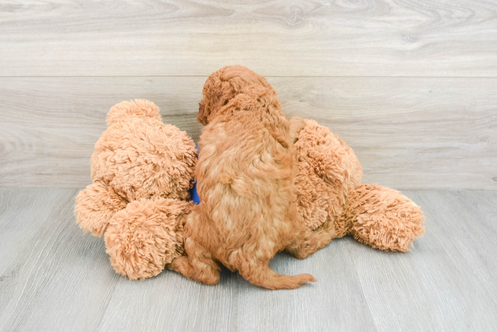 Small Mini Goldendoodle Baby