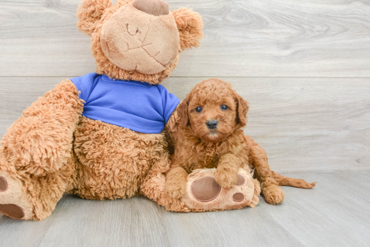 Adorable Golden Retriever Poodle Mix Poodle Mix Puppy